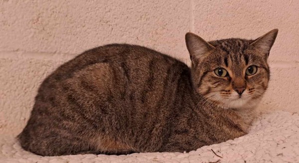 Photo chat NOISETTE